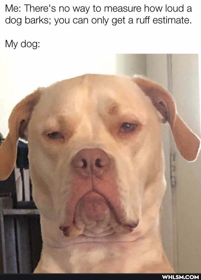 Me: There's no way to measure how loud a dog barks; you can only get a ruff estimate.
My dog: