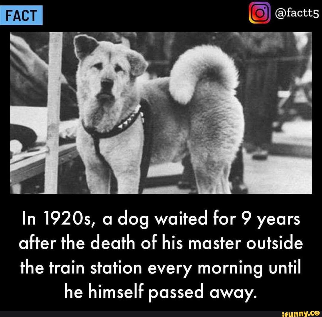 FACT In 1920s, a dog waited for 9 years after