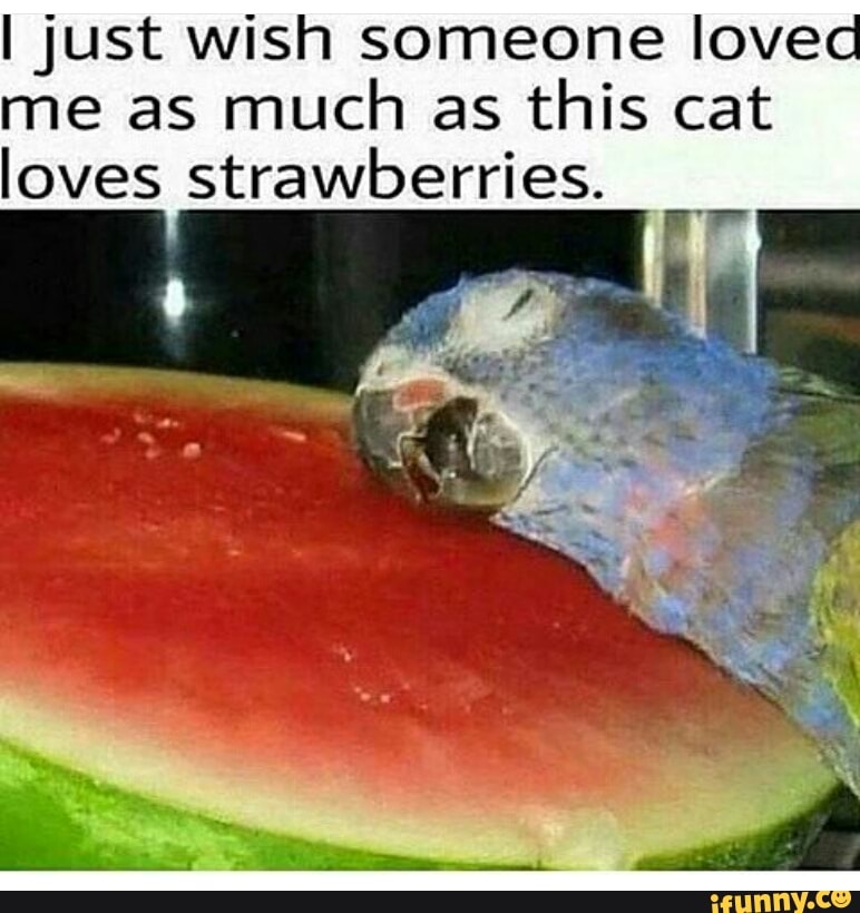 cat loves strawberries. - iFunny 