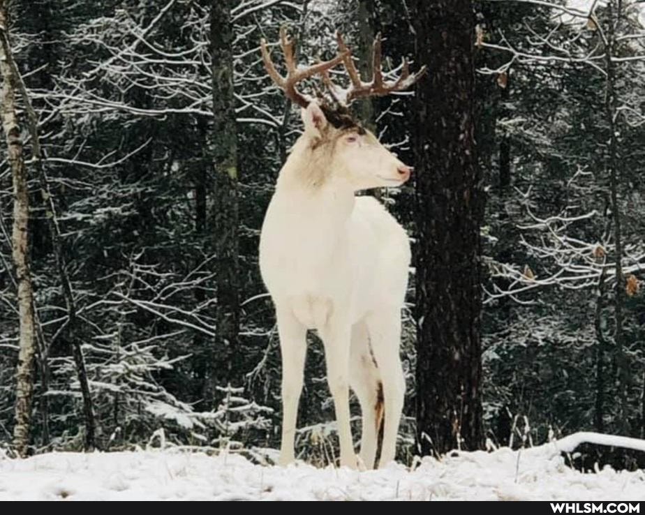 mildly_interesting, cool, nature, amazing
