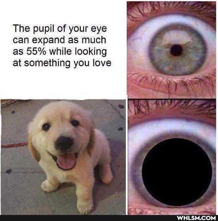 The pupil of your eye can expand as much as 55% while looking at something you love
