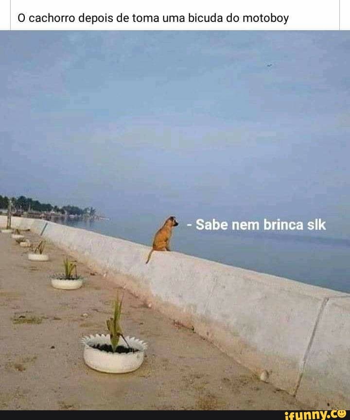 O cachorro depois de toma uma bicuda do motoboy
- Sabe nem brinca slk
