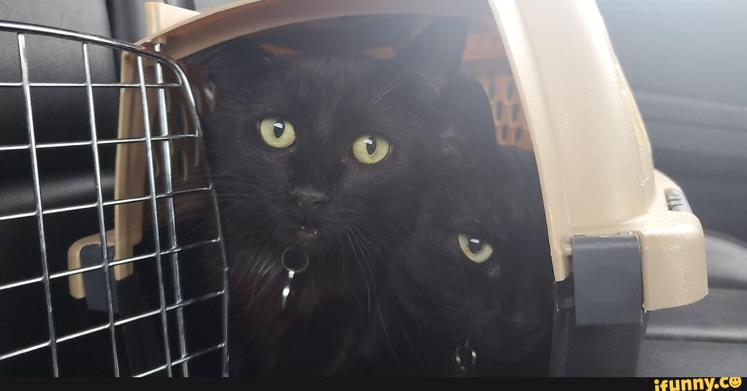 cat, cats, adorable, cat_tax, wholesome