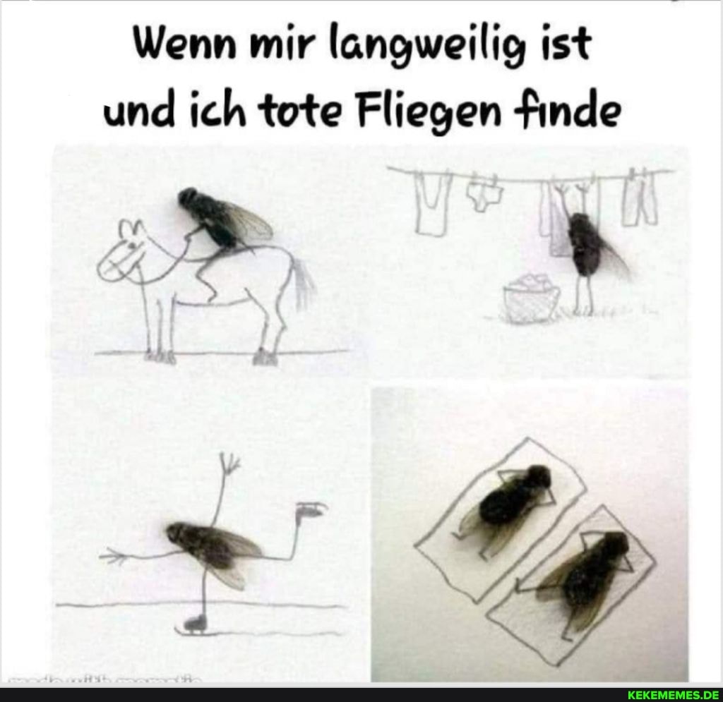 Wenn mir langweilig ist und ich tote Fliegen finde