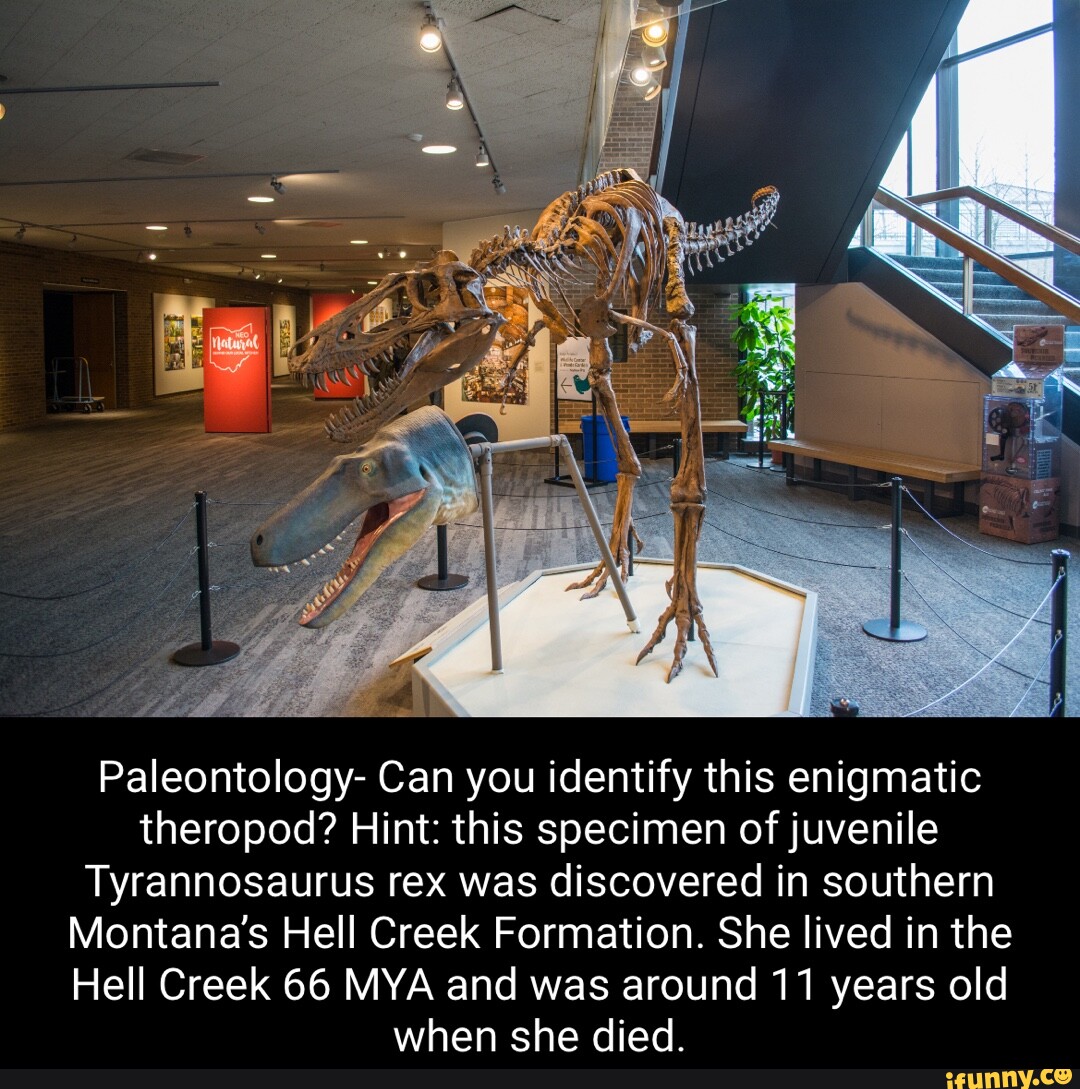 Paleontology Can you identify this enigmatic theropod? Hint this