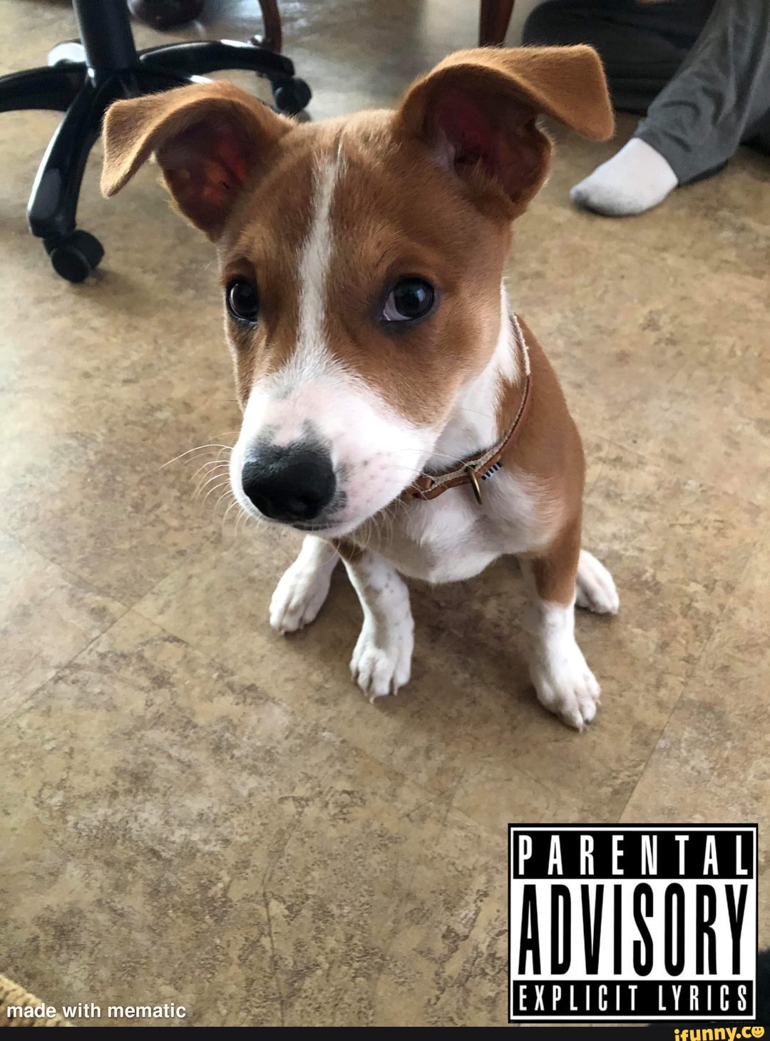 dog, rap, album, puppy, rohan, pup, puppers, doggo, cute, funny, gangsta, rapmonster