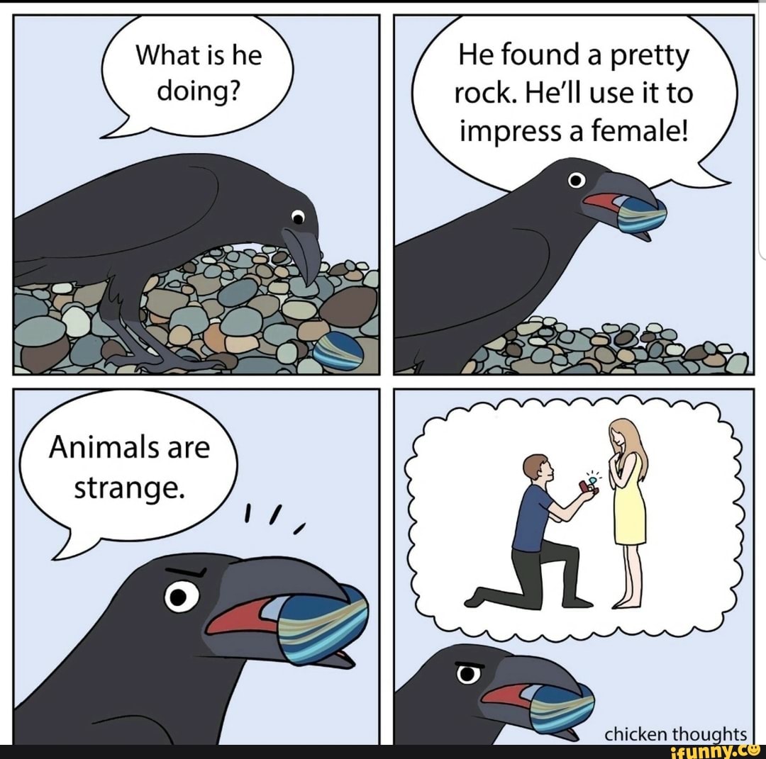 What is he He found a pretty doing? rock. He'll use it to impress a female!
Animals are strange.
chicken thoughts