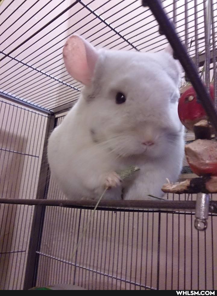 musichilla, cute_animal