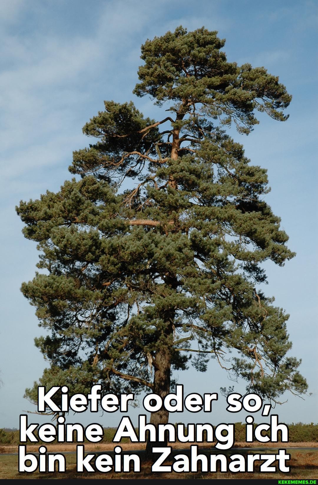 Kiefer oder so, keine Ahnung ich bin kein Zahnarzt