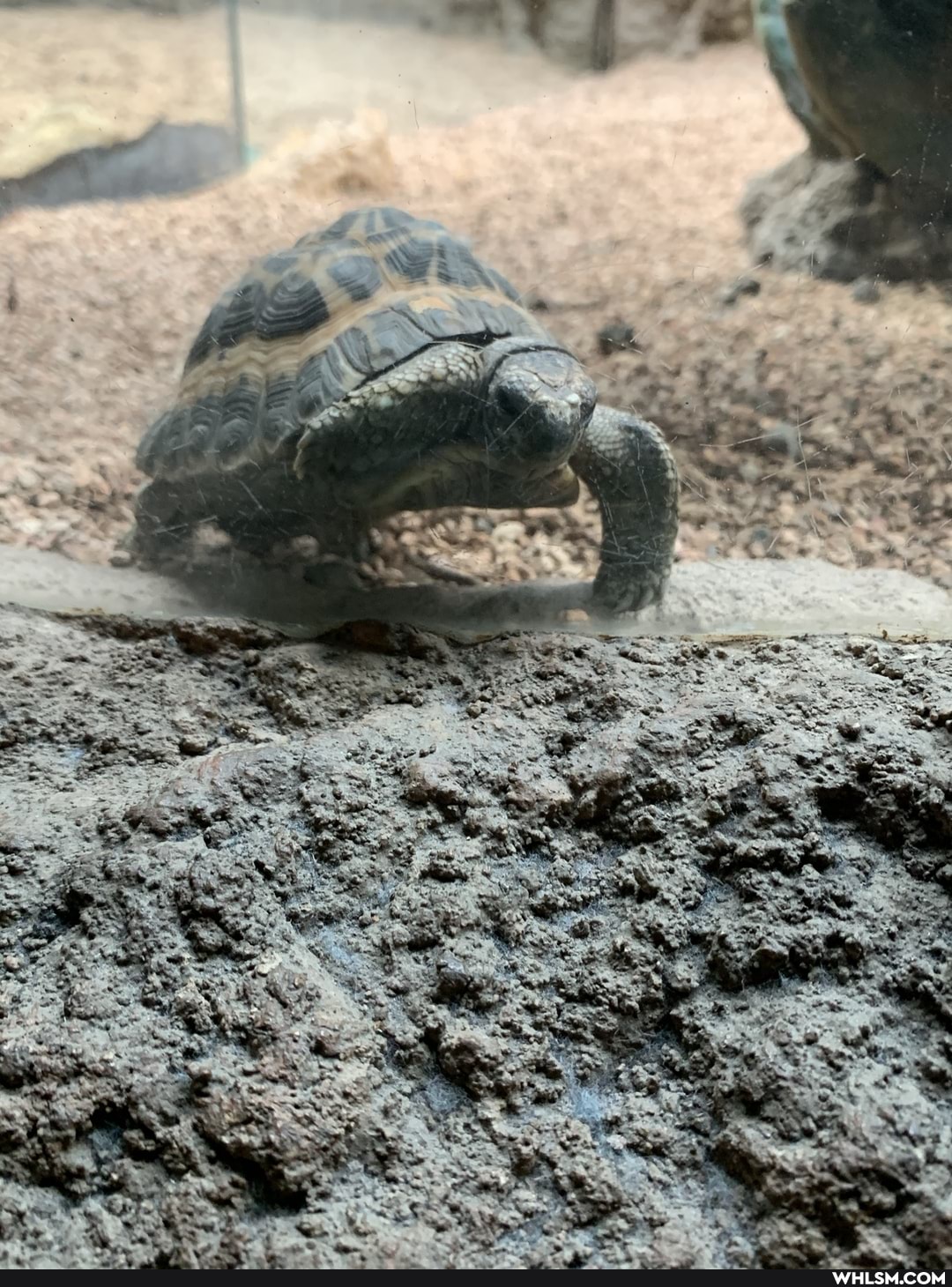 tortoise, aww, baby_animals