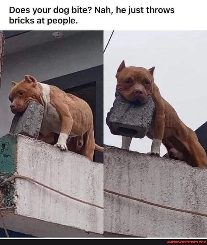 Does your dog bite? Nah, he just throws bricks at people.