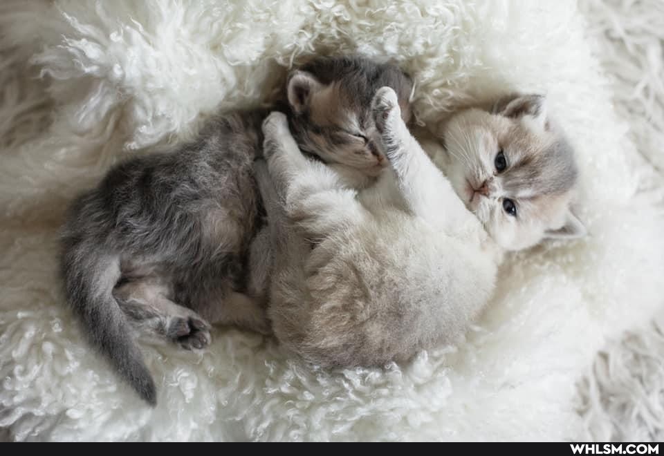 cat, kittens, beautiful