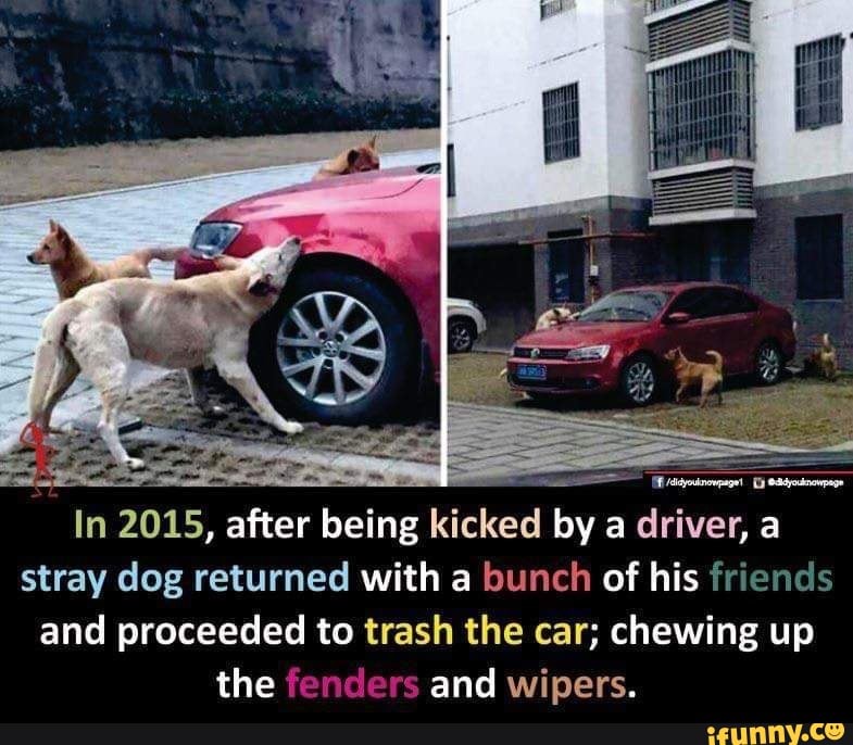 In 2015, after being kicked by a driver, a stray dog returned with a