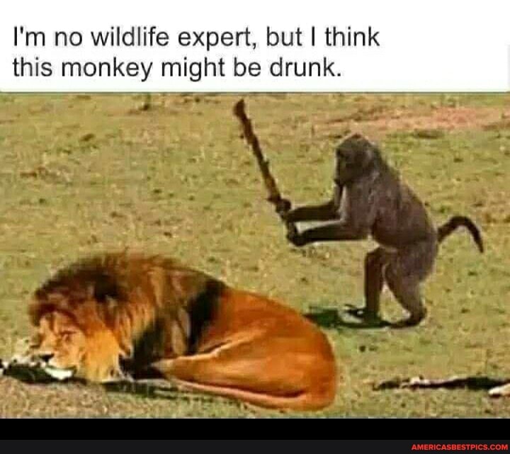 I'm no wildlife expert, but I think this monkey might be drunk.
