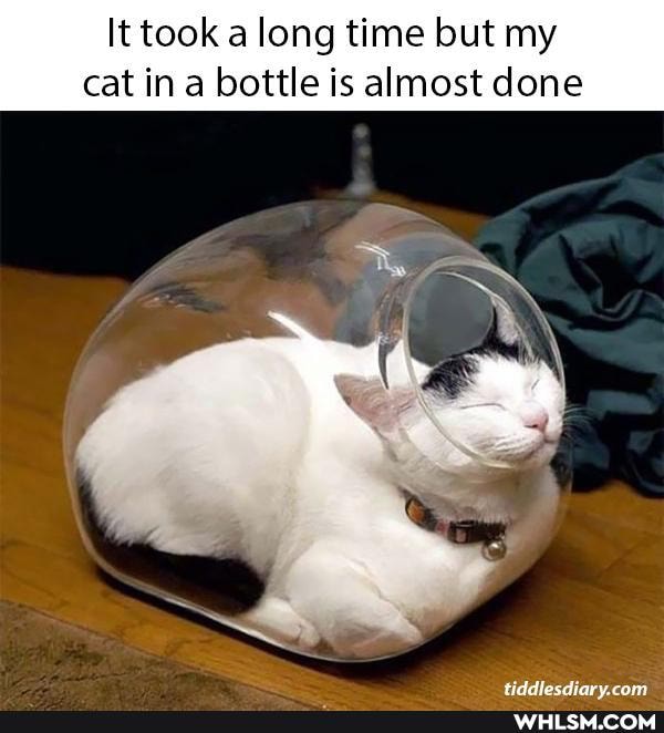 It took along time but my cat in a bottle is almost done