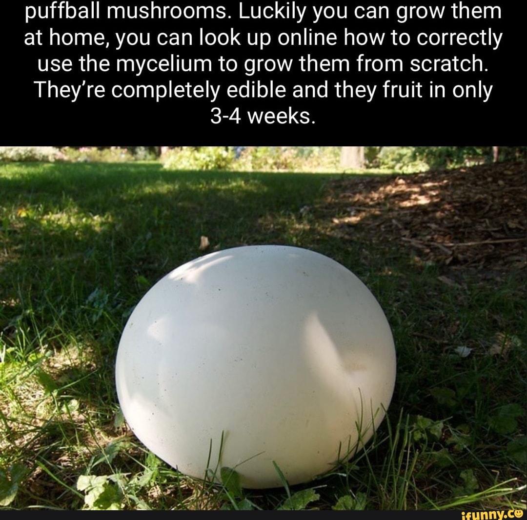 Puffball mushrooms. Luckily you can grow them at home, you can look up