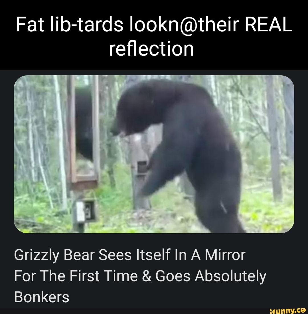 Fat libtards REAL reflection Grizzly Bear Sees Itself In A Mirror For