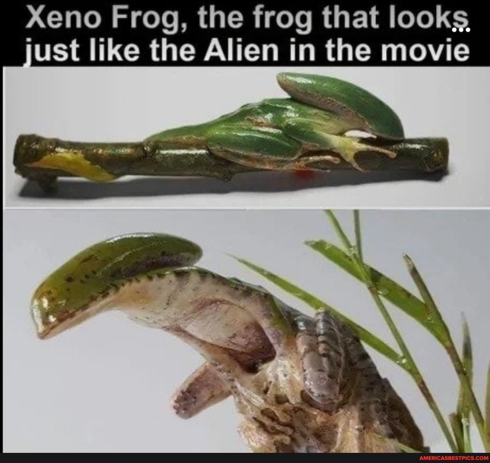 Xeno Frog, the frog that looks just like the Alien in the movie ...