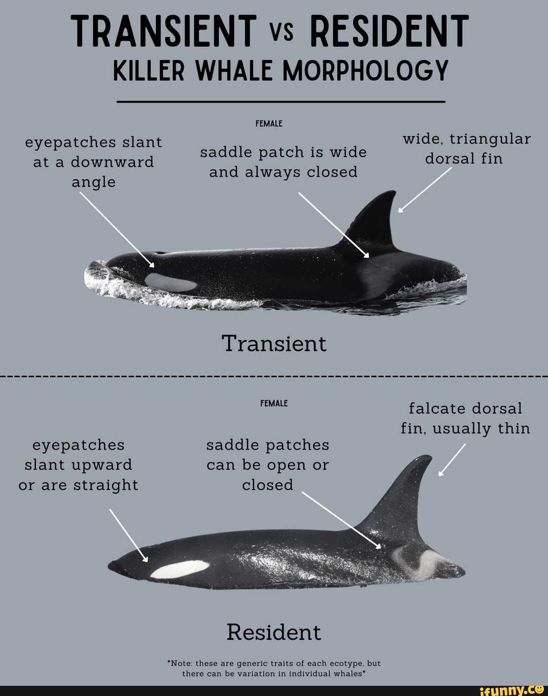 TRANSIENT vs RESIDENT KILLER WHALE MORPHOLOGY FEMALE eyepatches slant ...