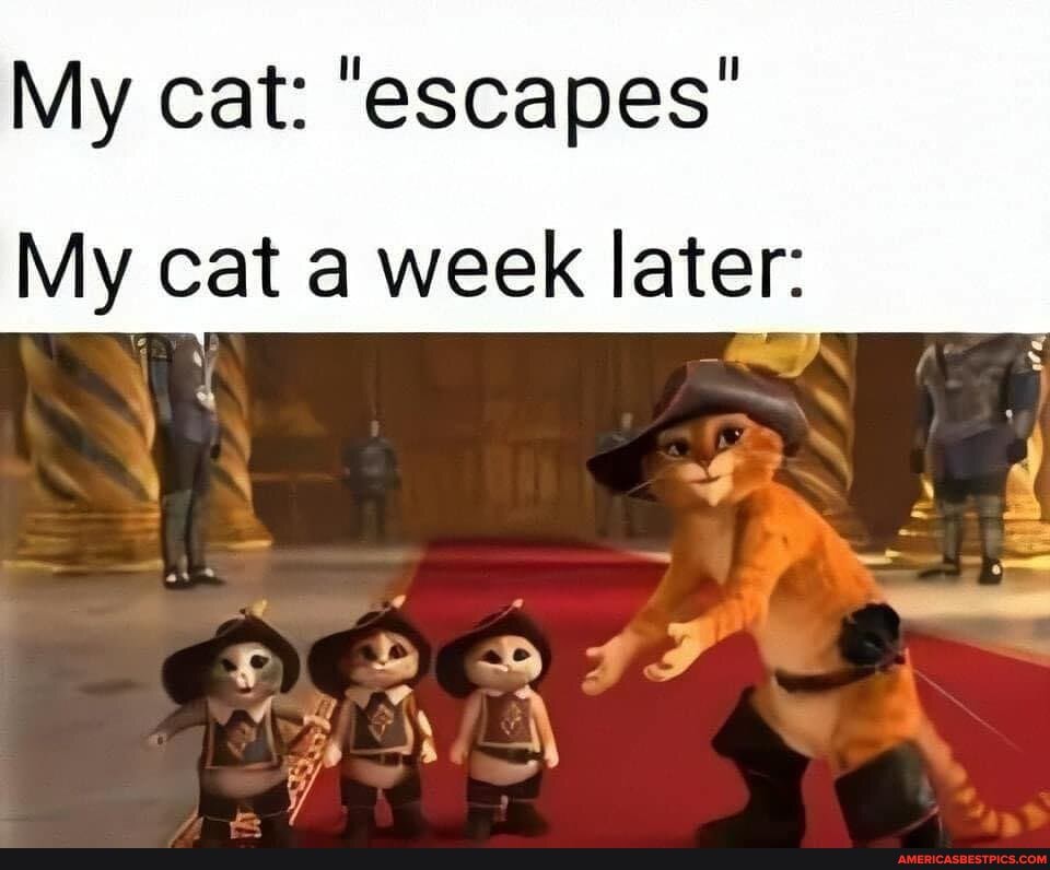My cat: "escapes"
My cat a week later: