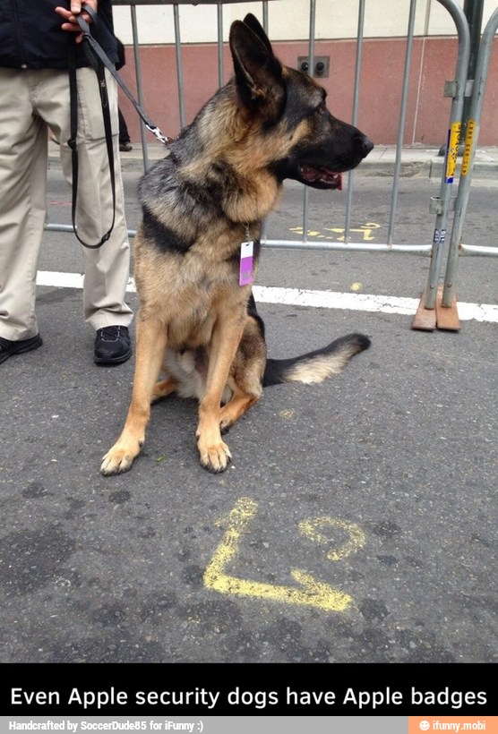 Even Apple security dogs have Apple badges - Even Apple security dogs have Apple badges