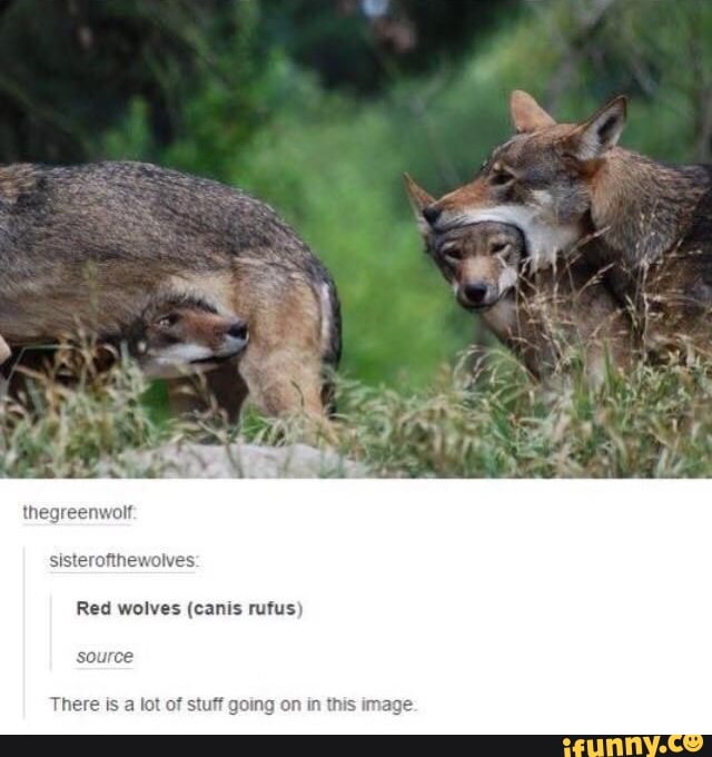 sisterofthewolves
Red wolves (canis rufus)
sou
There is
a
lot of stuff going on in this image.