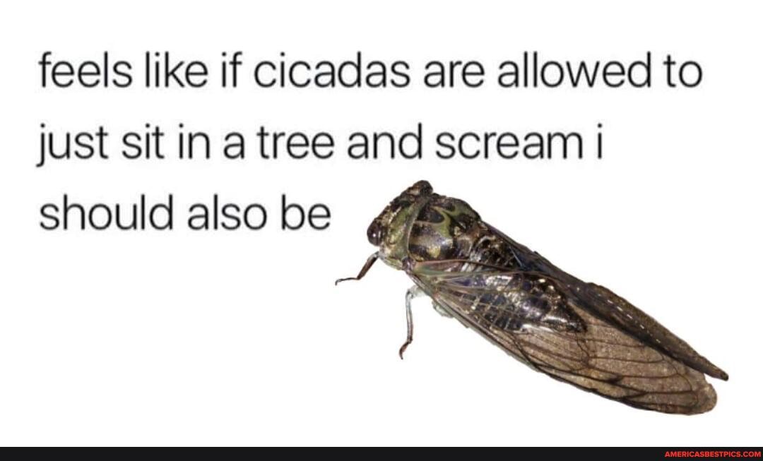 Cicada meme dump feels like if cicadas are allowed to just sit in a