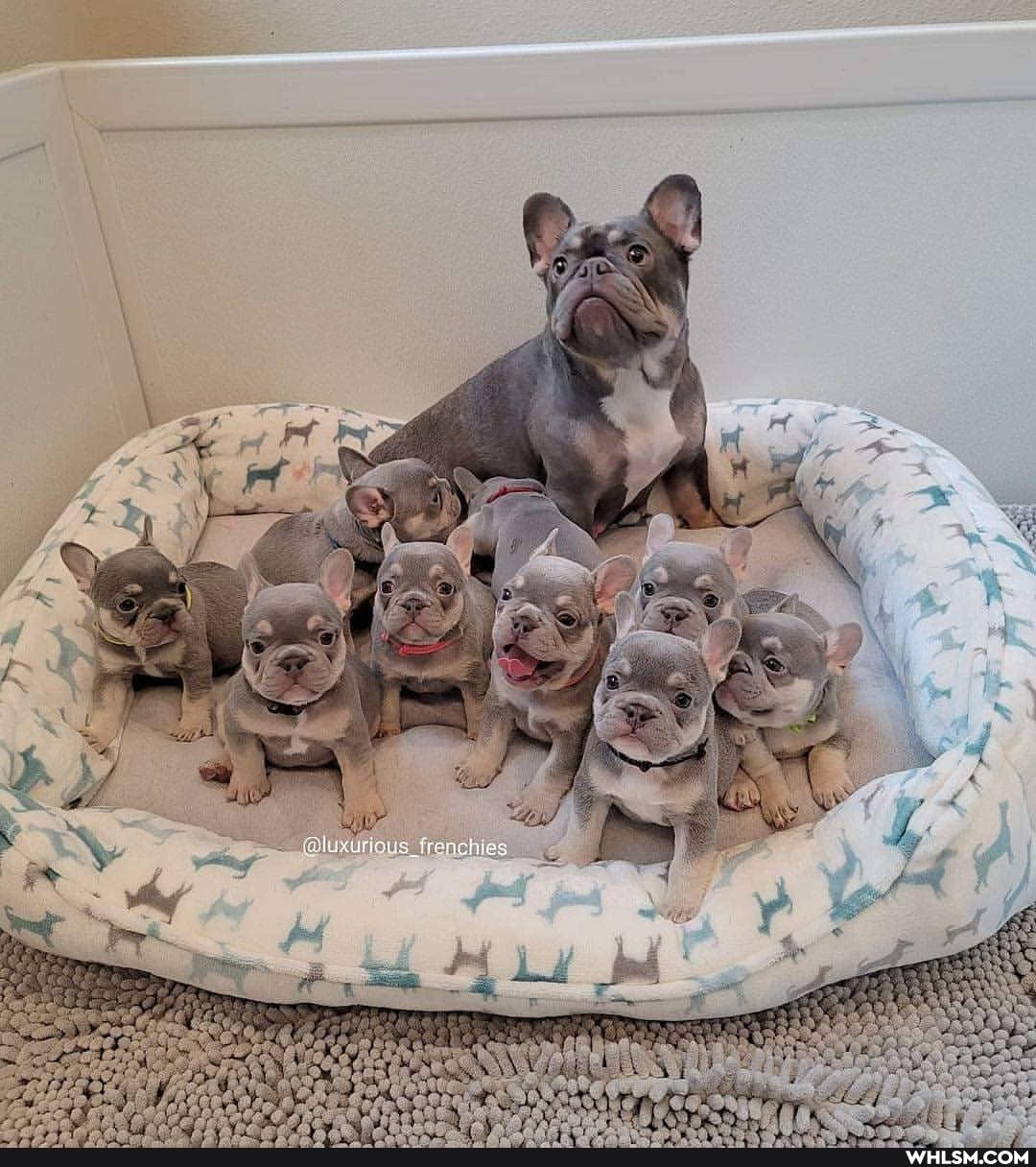 @luxurious_{