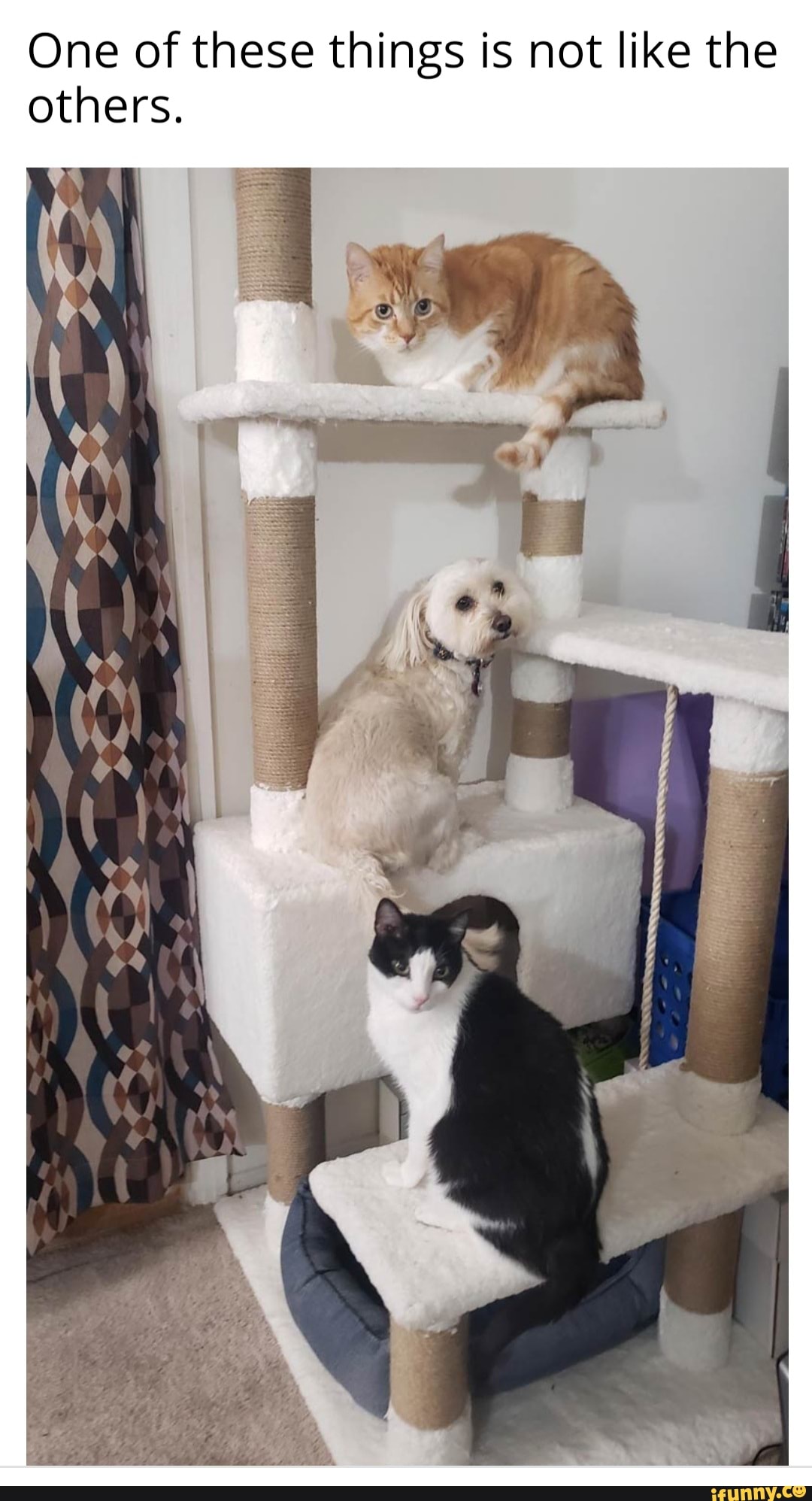 One of these things is not like the others.