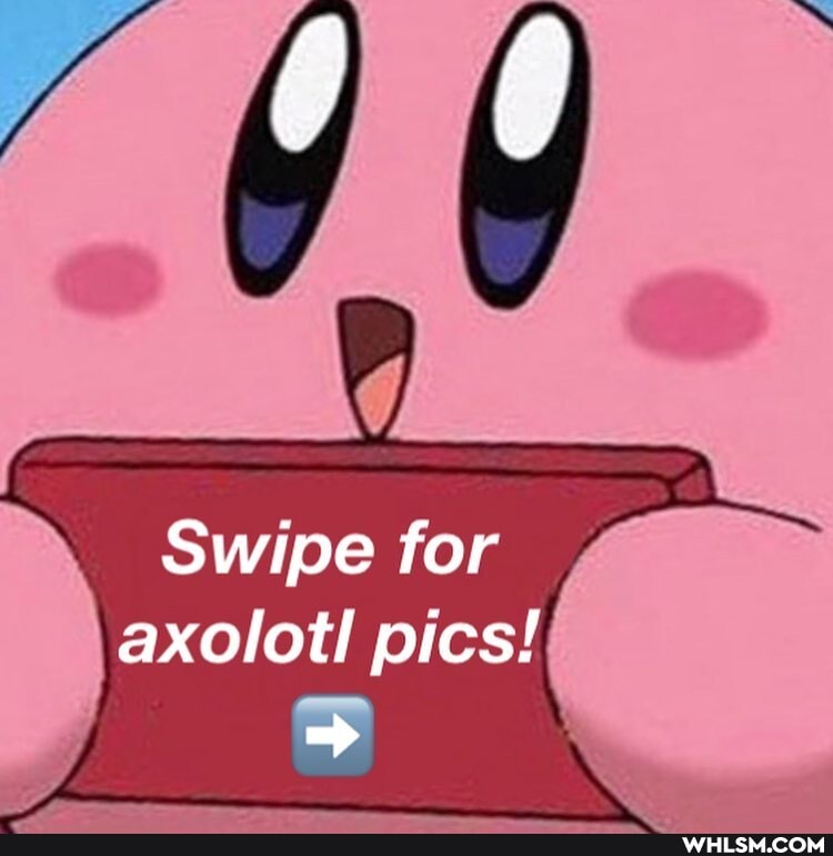 Swipe for axolotl pics!