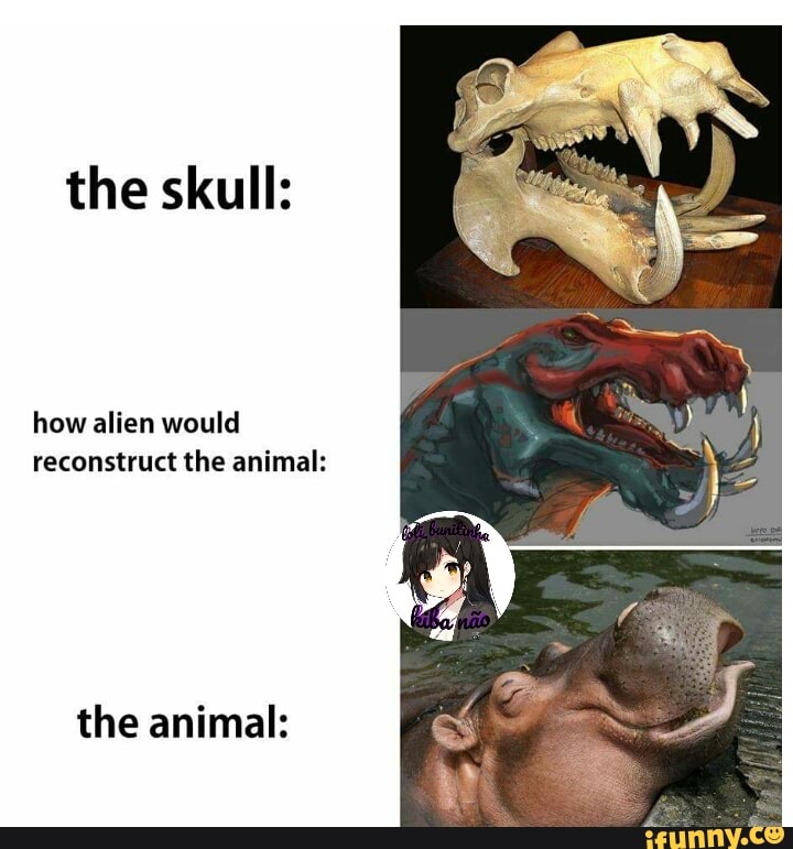 the skull:
reconstruct the animal: