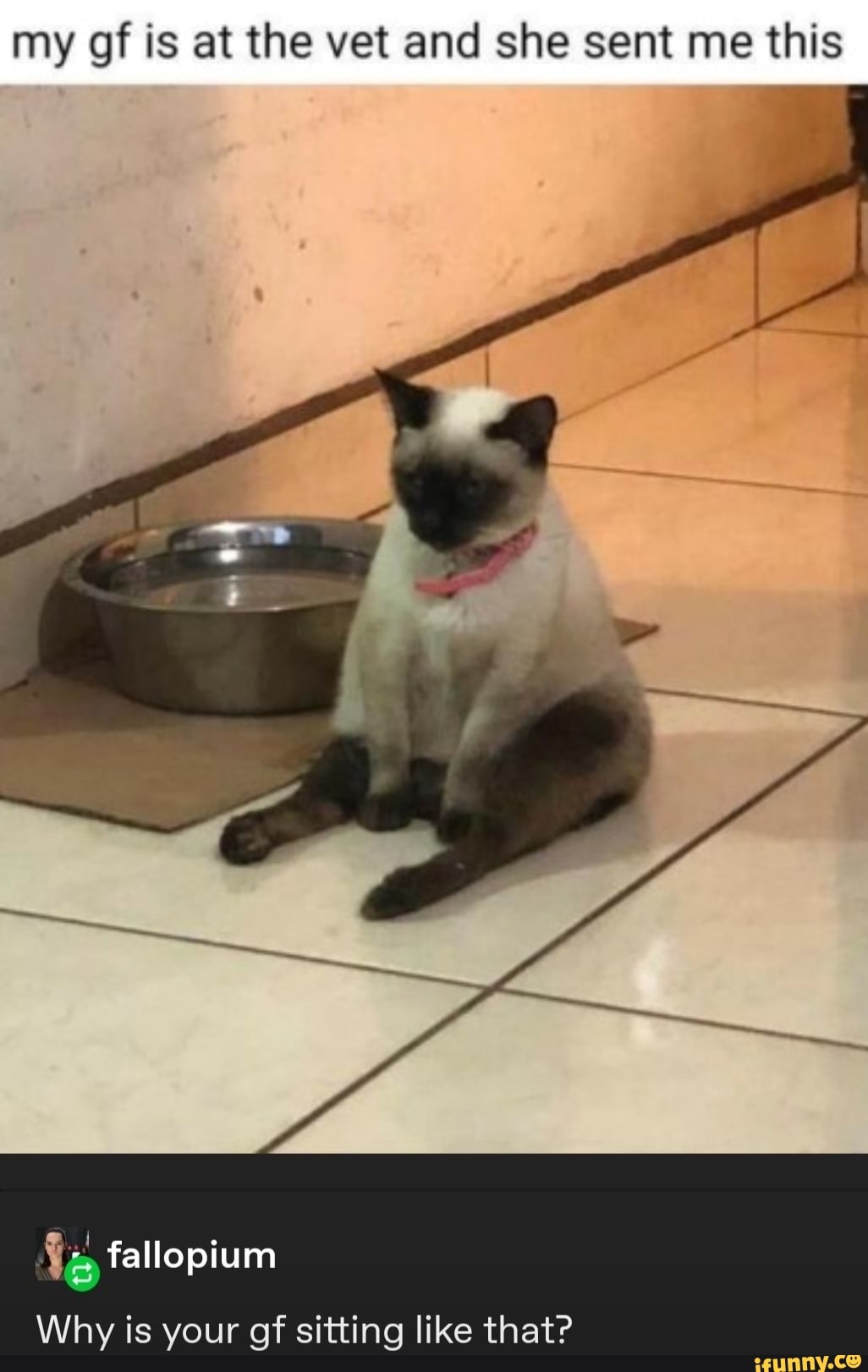 my gf is at the vet and she sent me this
Why is your gf sitting like that?
