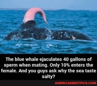 The blue whale ejaculates 40 gallons of sperm when mating. Only 10% enters the female. And you guys ask why the sea taste salty?