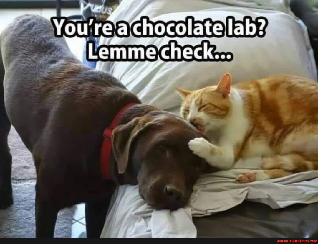 You be a chOlate Jab?
Lemme. 'check...