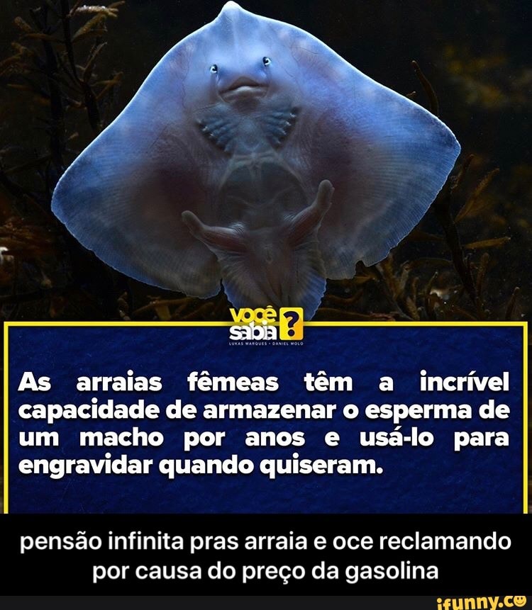 As arraias fêmeas têm a
incrível
capacidade de armazenar o esperma de
um macho por anos e usa-lo para
engravidar quando quiseram.
pensão infinita pras arraia e oce reclamando
por causa do preço da gasolina - pensão infinita pras arraia e oce reclamando por causa do preço da gasolina