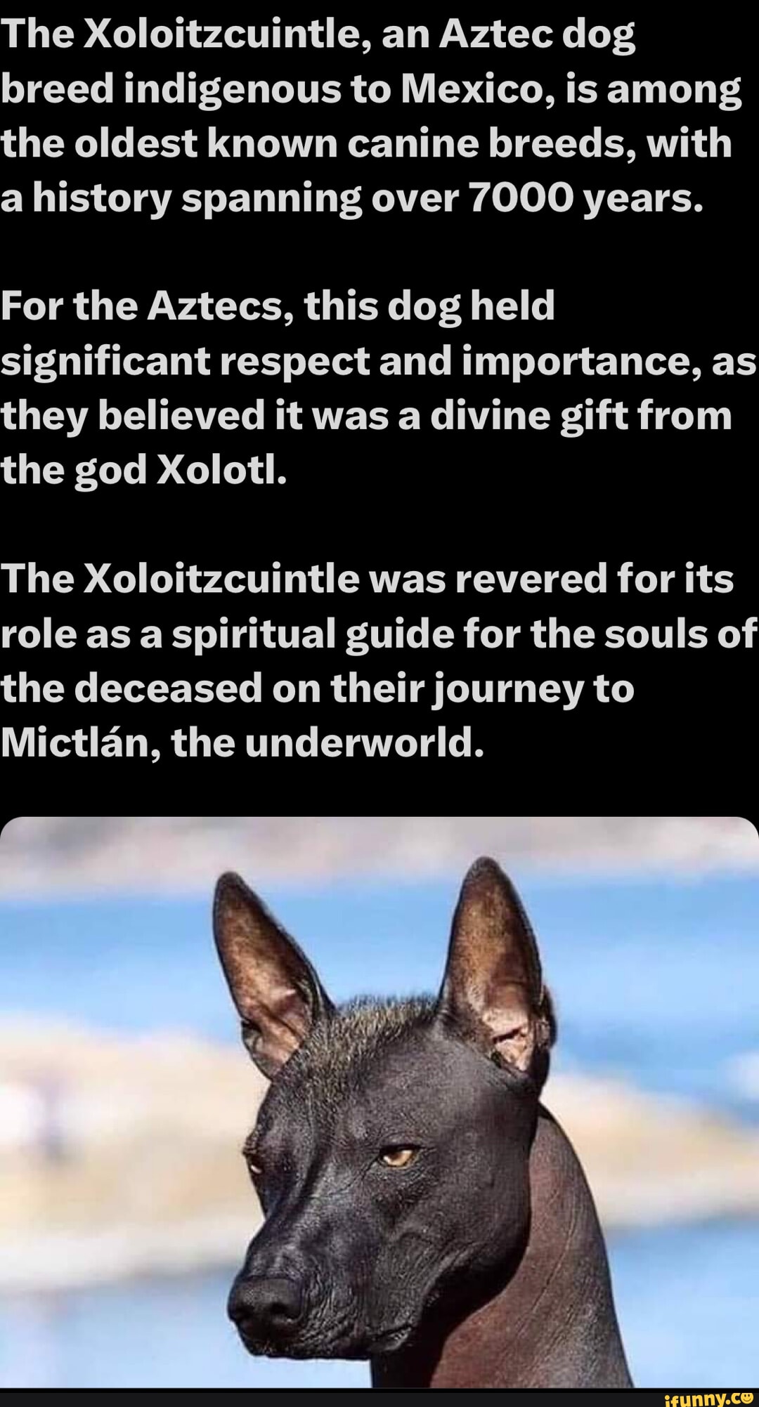 The Xoloitzcuintle, an Aztec dog breed indigenous to Mexico, is among the oldest known canine