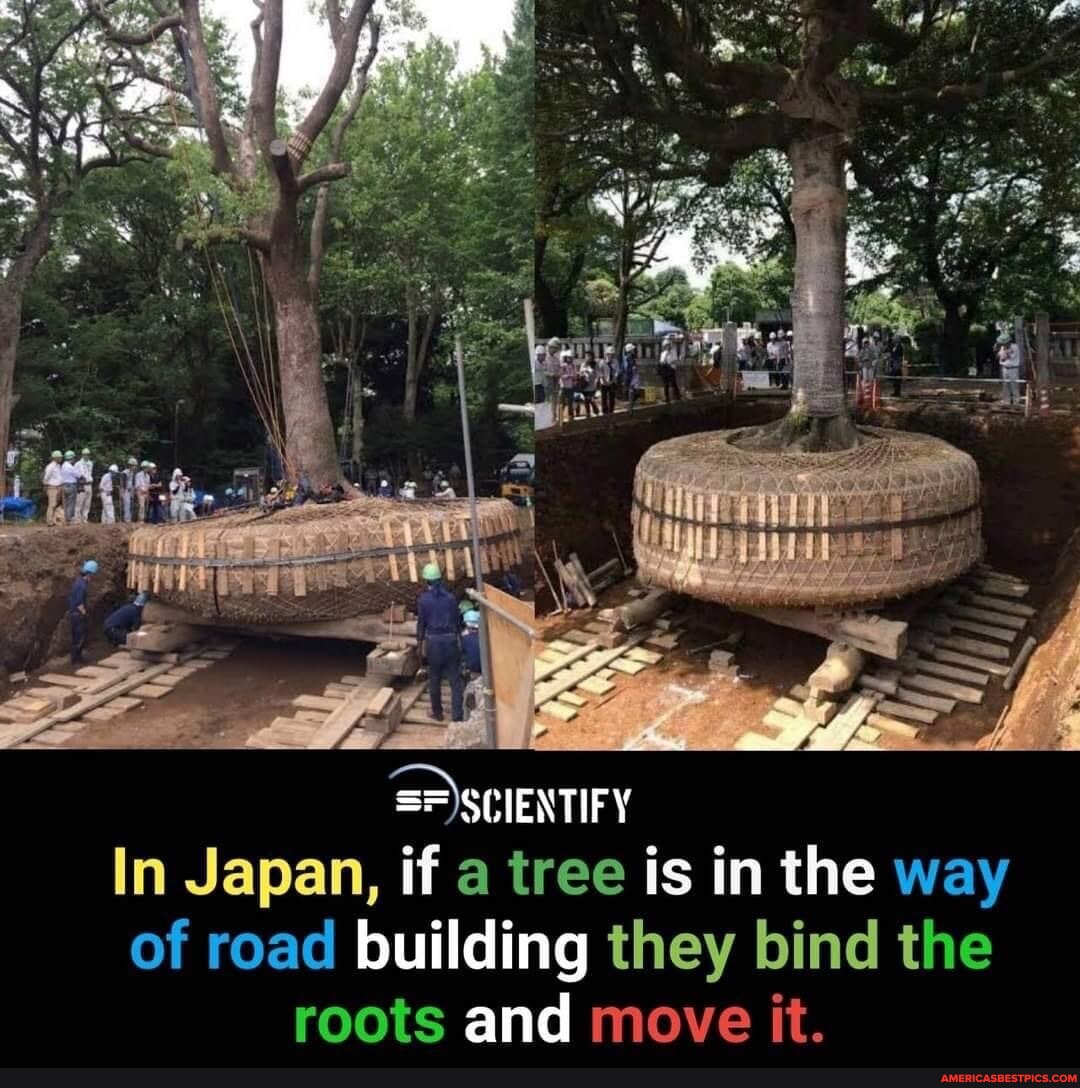 ==)SCIENTIFY In Japan, if a tree is in the way of road building they bind the roots and move it