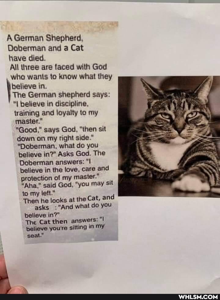 A German Shepherd,
Doberman and a Cat have died.
All three are faced with God
who wants to know what they believe in.
The German shepherd says: believe in discipline, training and loyalty to my master."
"Good," says God, "then sit down on my right side."
"Doberman, what do you believe in?" Asks God. The
Doberman answers: believe in the love, care and protection of my master."
*Aha," said God, "you may sit to my left."
Then he looks at the Cat, and asks "And what do you believe in?"
The Cat then answers:
believe you're silting in my seat."