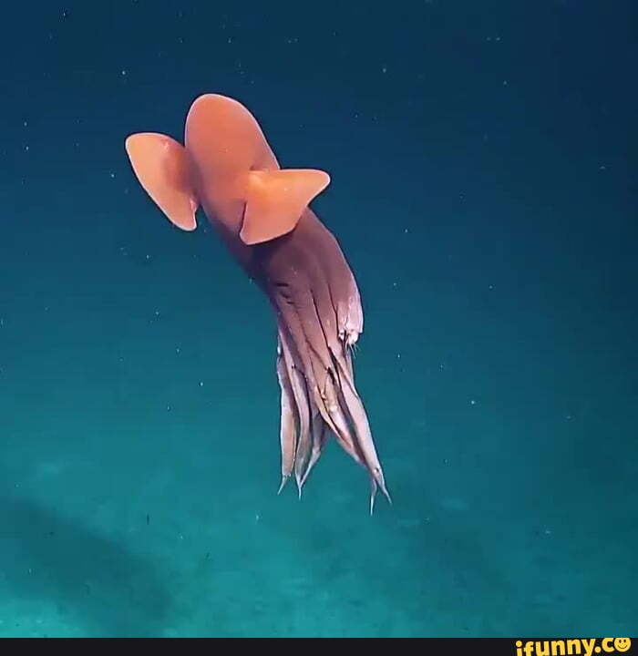 Dumbo_octopus memes. Best Collection of funny Dumbo_octopus pictures on ...