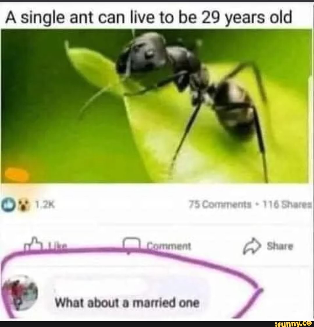 A single ant can live to be 29 years old
Like Comunvent Share
What about a married one J