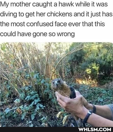 My mother caught a hawk while it was diving to get her chickens and it just has
he most confused face ever that this could have gone so wrong