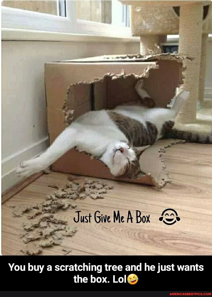 Just Give Me Box
You buy a scratching tree and he just wants the box. Lol - You buy a scratching tree and he just wants the box. Lol🤣