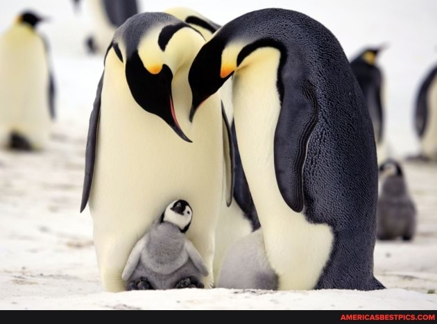 penguins, baby