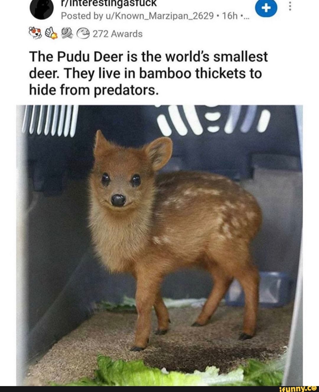 Пуду: самый крошечный олень в мире