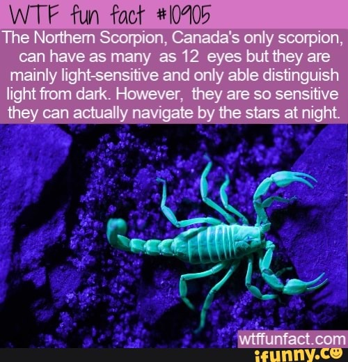 WTF fun fact #10405