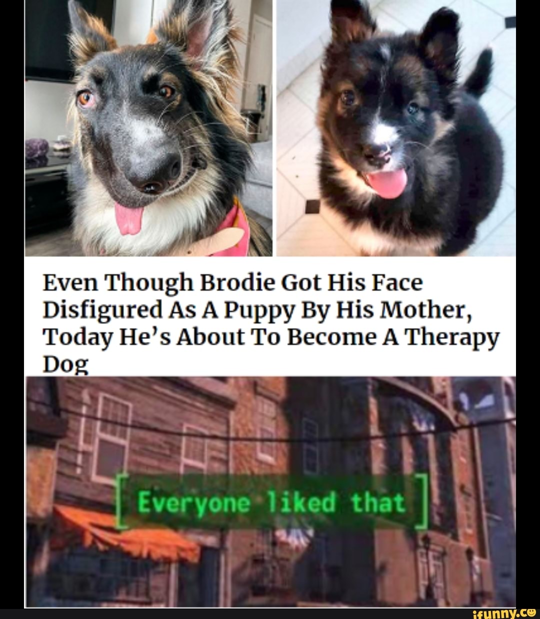 om ha pp
Even Though Brodie Got His Face
Disfigured As A Puppy By His Mother,
Today He's About To Become A Therapy