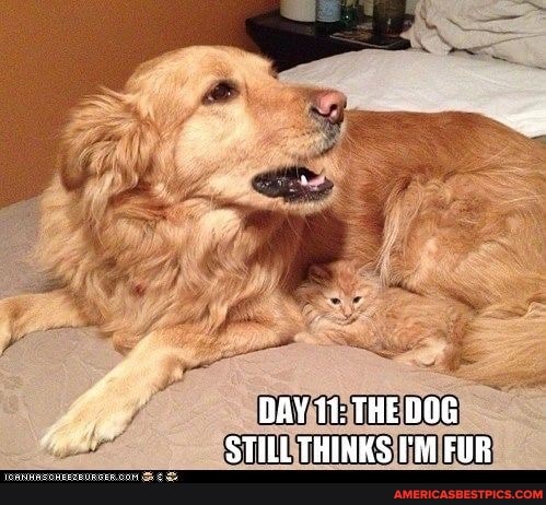 DAY 11: THE DOG STILL THINKS FUR
