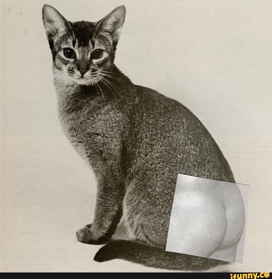 Collection 91+ Pictures Why Does My Cat Like His Bum Patted Superb