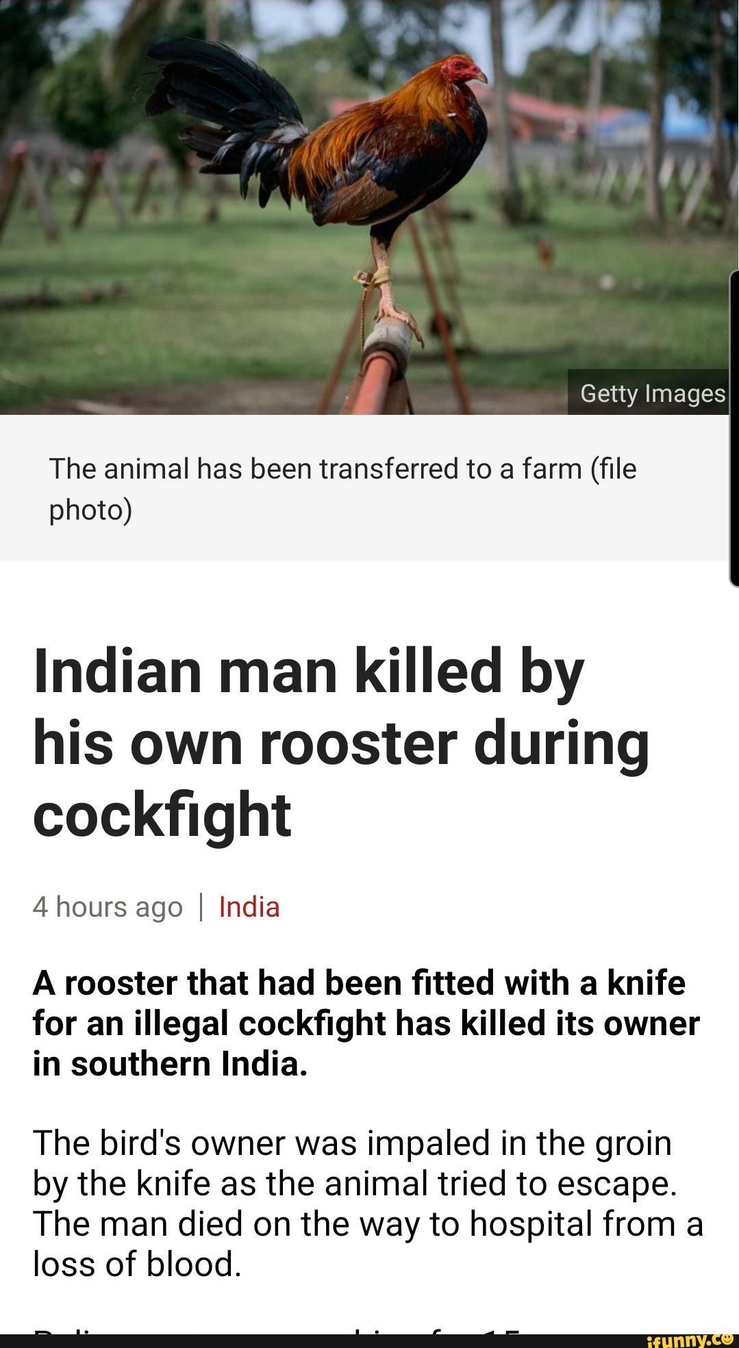 Cockfight Memes Best Collection Of Funny Cockfight Pictures On Ifunny Brazil