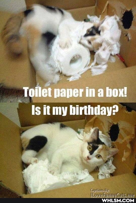 AL
Toilet paper in a box!
Is it my birthday?
Captions By:.